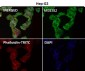 Anti-alpha Tubulin TUBA1B Rabbit Monoclonal Antibody